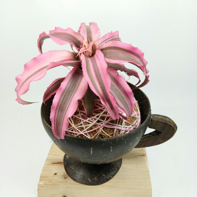 kokedama, kriptantus, pink, cangkir, batok, kelapa