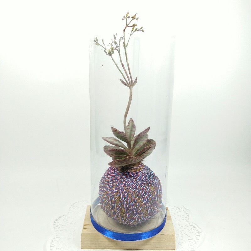 Kokedama, Sukulen, Kalanchoe, humilis, mika, tabung