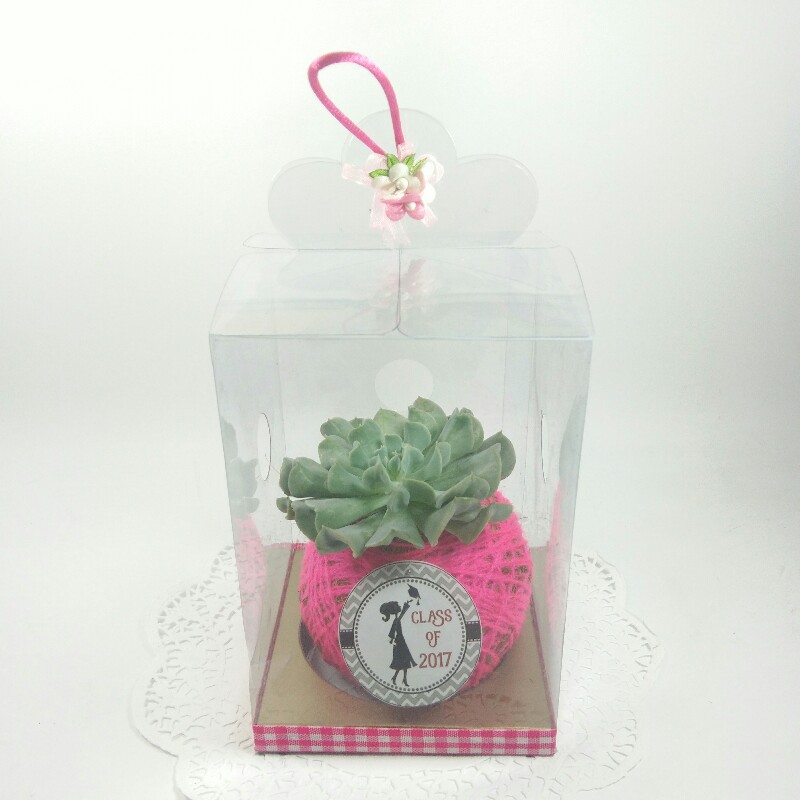 Kokedama, Sukulen, Echeveria, runyonii, topsy, turvy